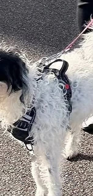 Oreo, the studio dog, on a lead outdoors